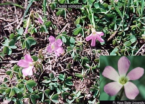 woodsorrel, violet